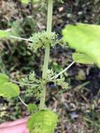 Image of Lesser Clearweed