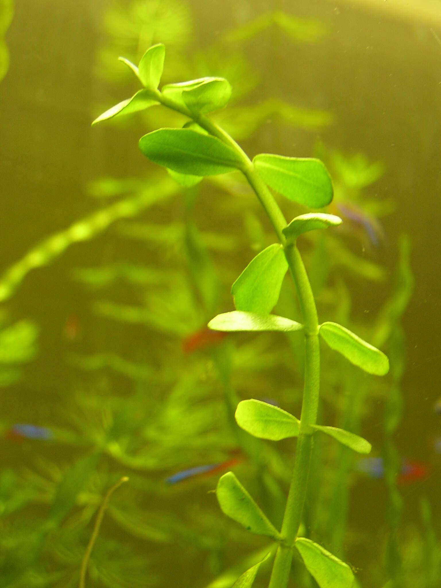 Image of Neon tetra