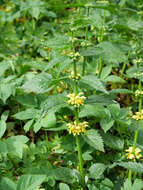 Lamium galeobdolon subsp. montanum (Pers.) Hayek的圖片