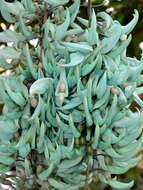 Image of Jade Vine