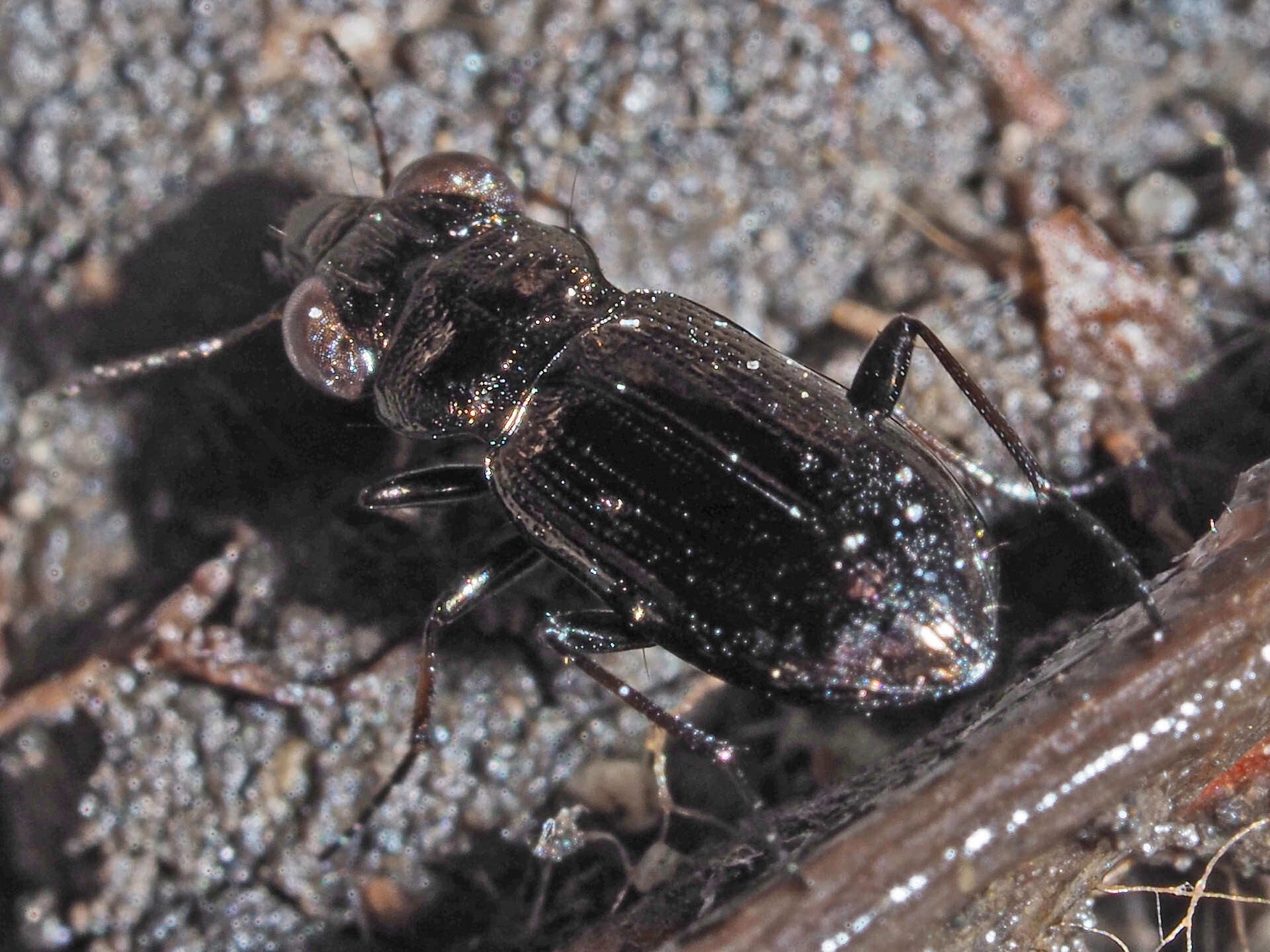 Image of Rough-necked Springtail-stalker