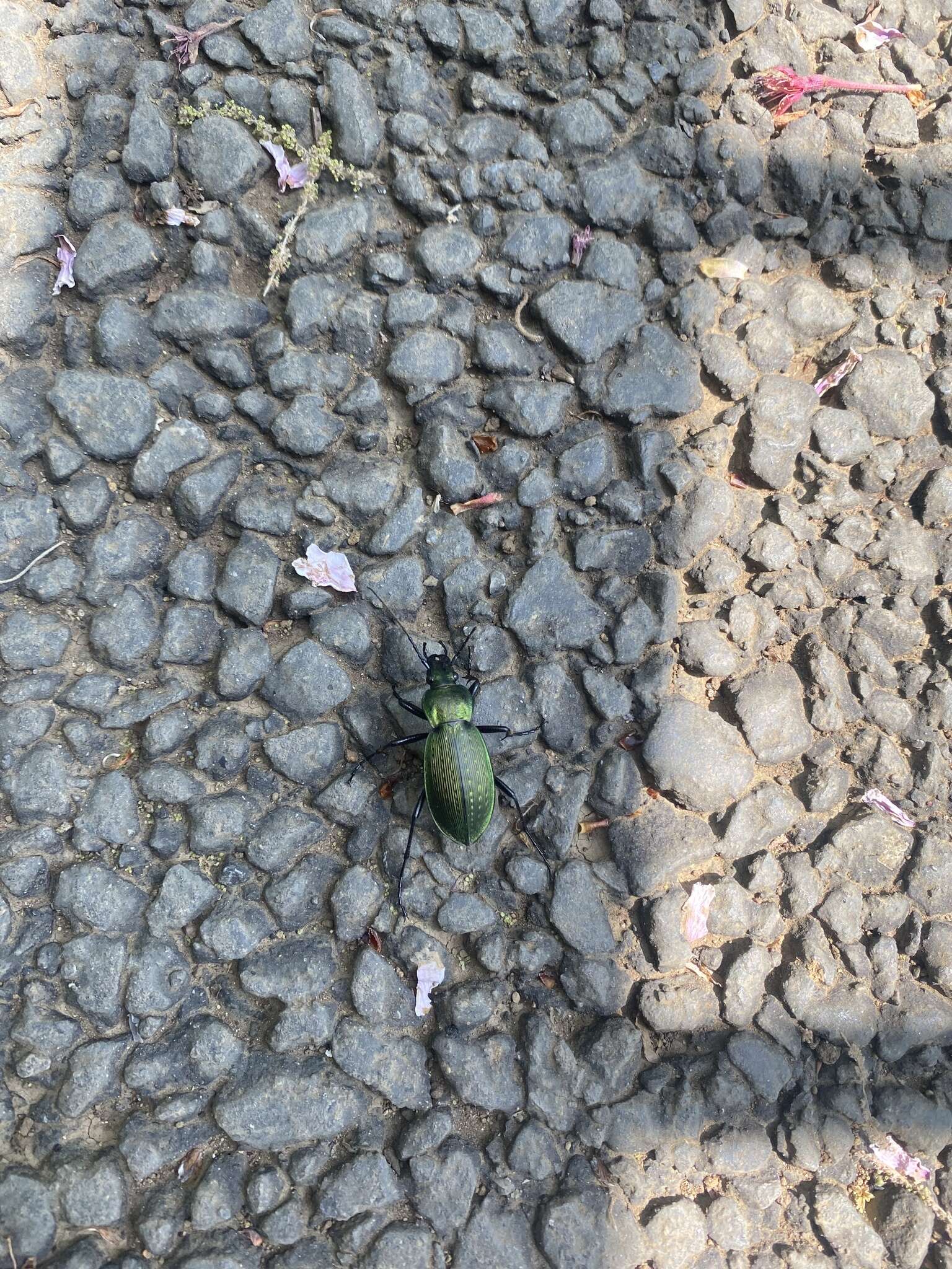 Image of Carabus (Ohomopterus) insulicola kantoensis Ishikawa & Ujiie 2000