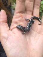 Image of Galeana False Brook Salamander