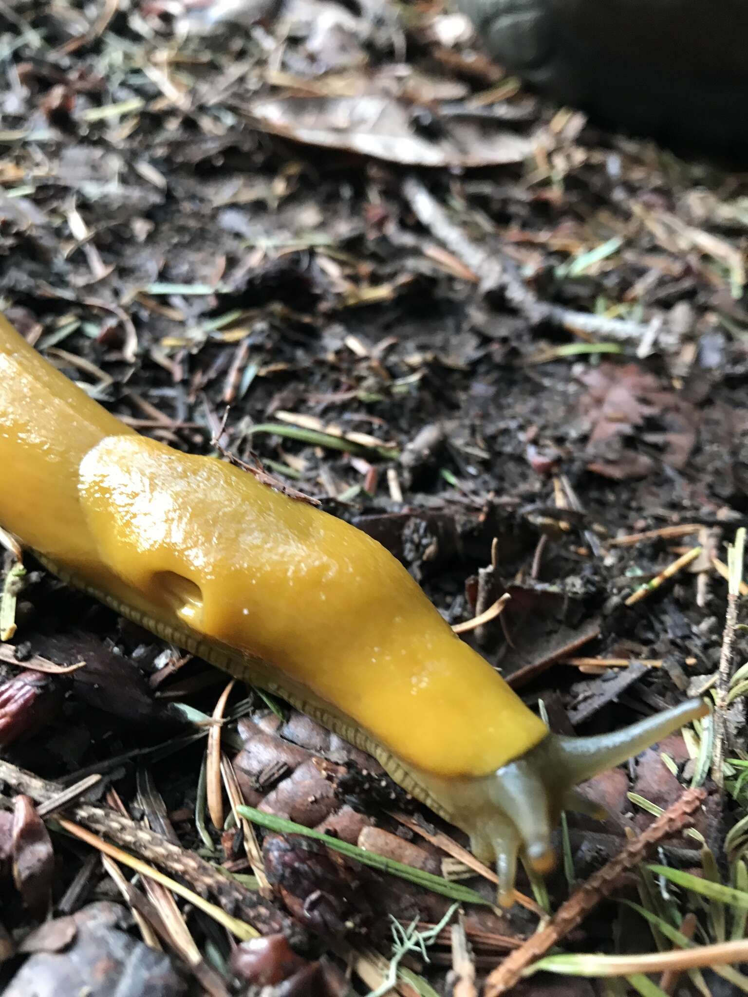 Image of California Banana Slug