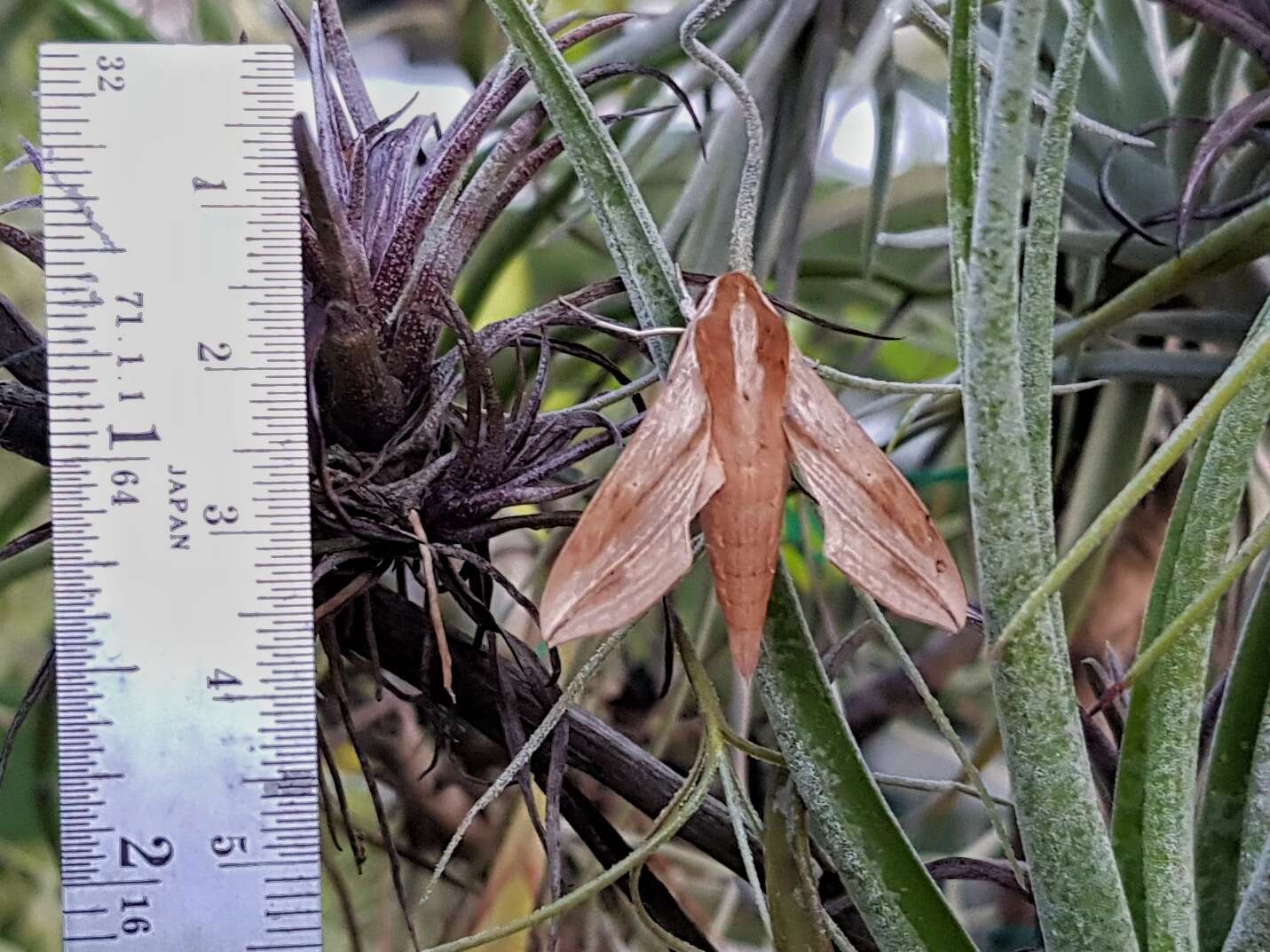 Image of Vine hawk moth