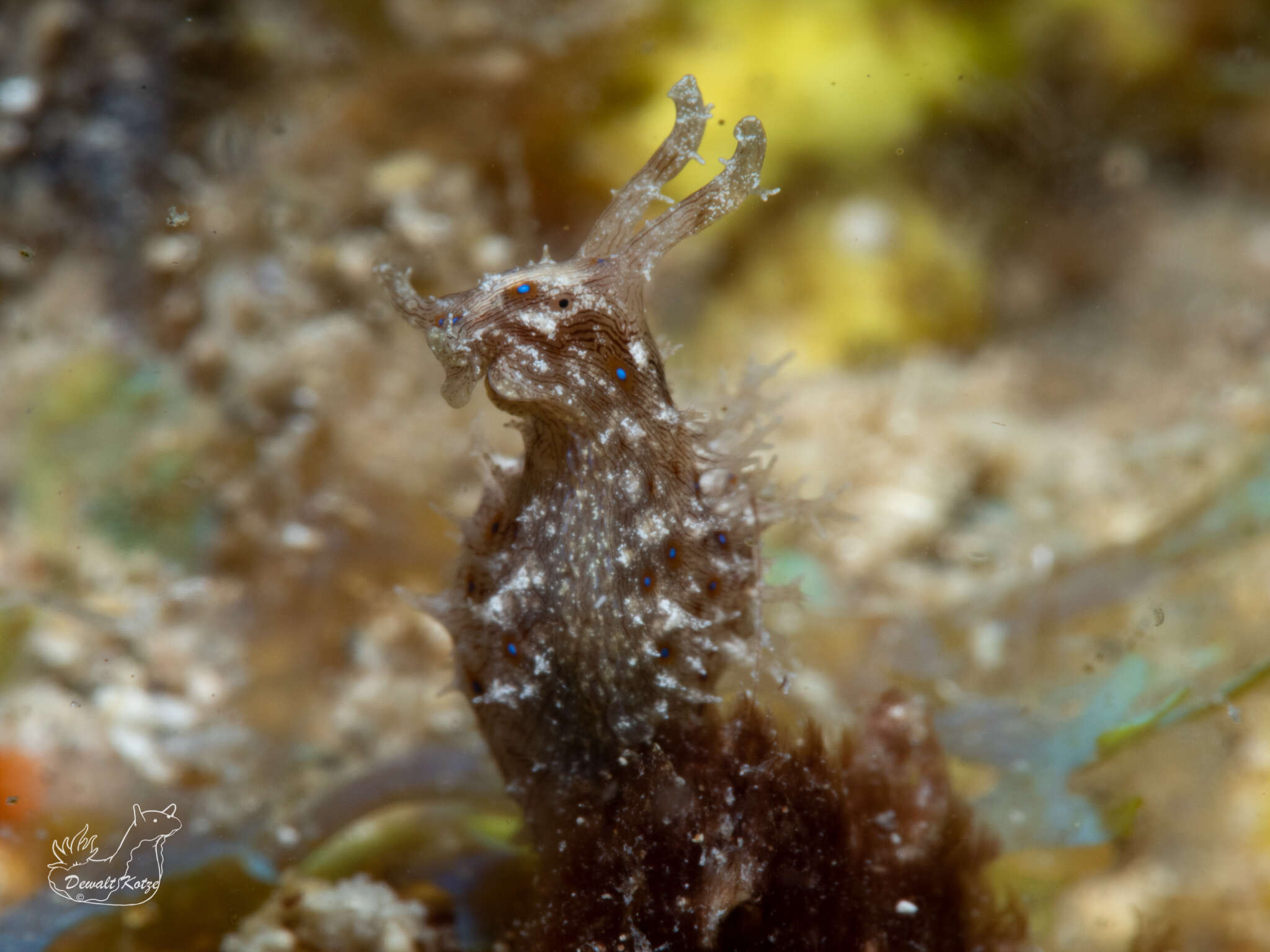 Stylocheilus polyomma (Mörch 1863) resmi