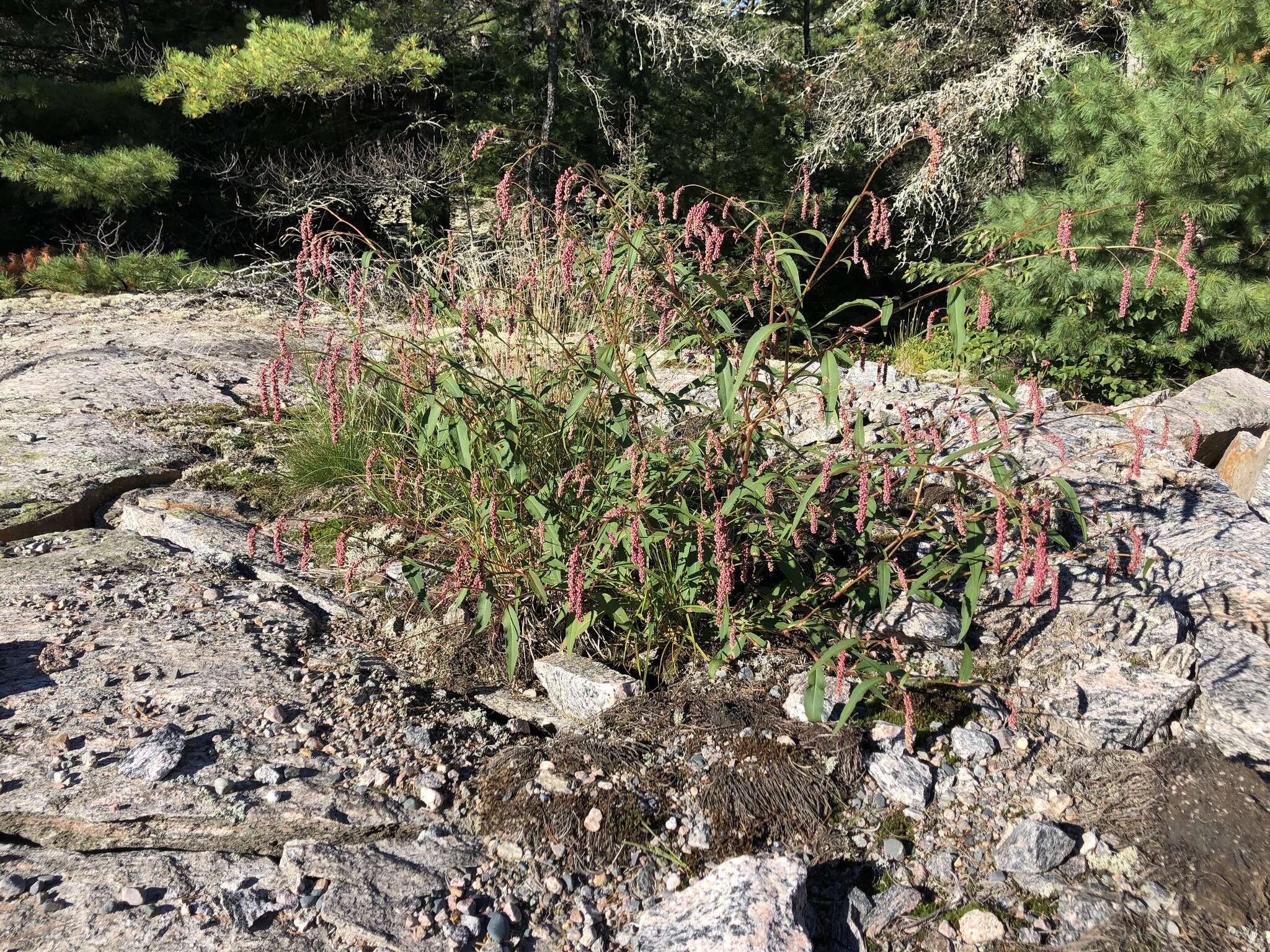 صورة Persicaria careyi (Olney) Greene