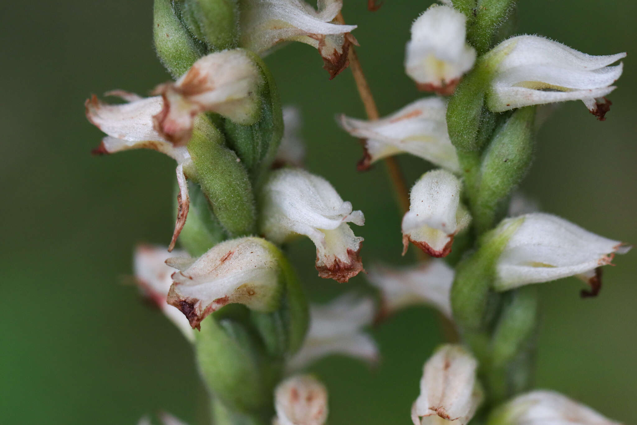 Image of Yellow nodding lady's tresses