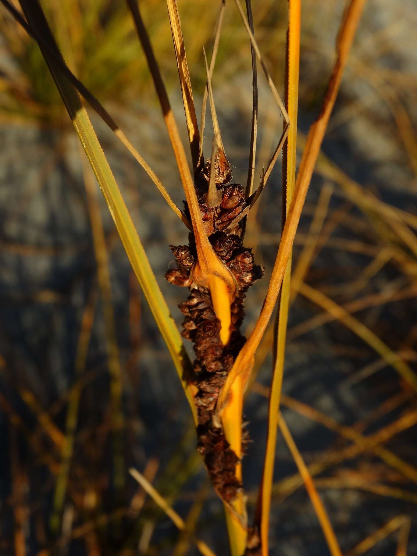 Plancia ëd Ficinia spiralis (A. Rich.) Muasya & de Lange