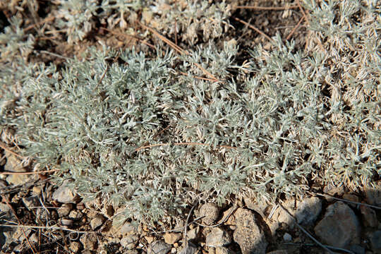 Image of Artemisia alpina Pall. ex Willd.