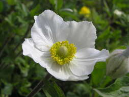 Image of Snowdrop Anemone