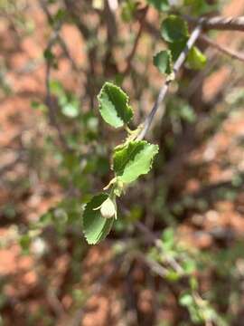 Image of Small-leaved white raisin