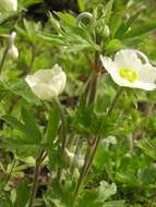 Image of Snowdrop Anemone