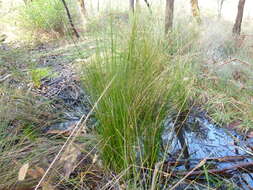 Image of Juncus pauciflorus R. Br.