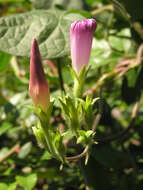 Image of tall morning-glory