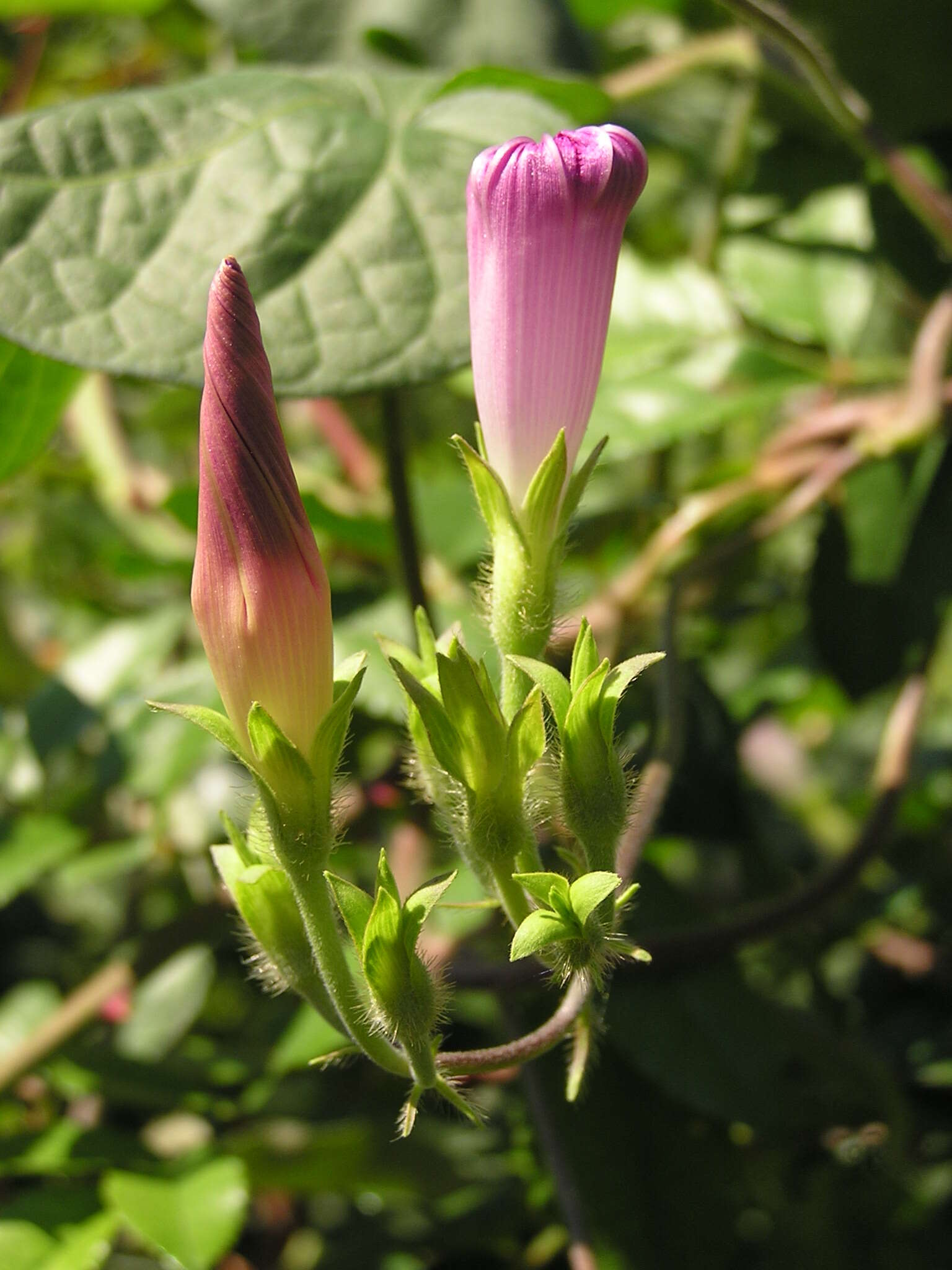 Image of tall morning-glory