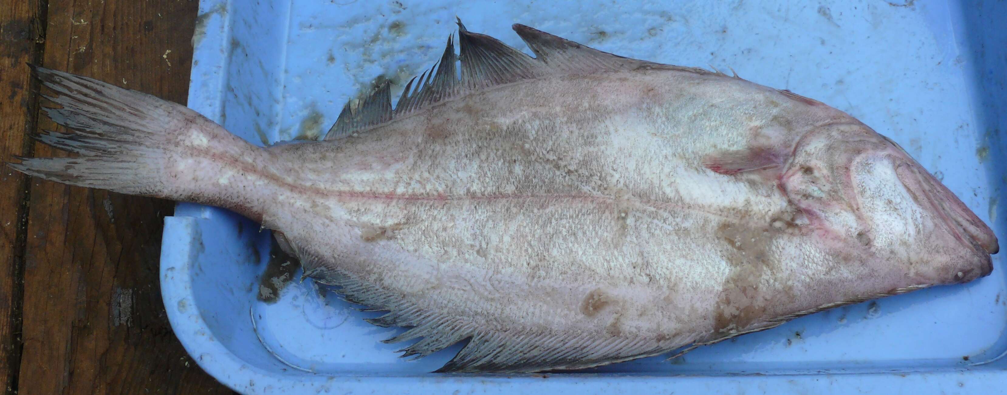 Image of Kamchatka flounder