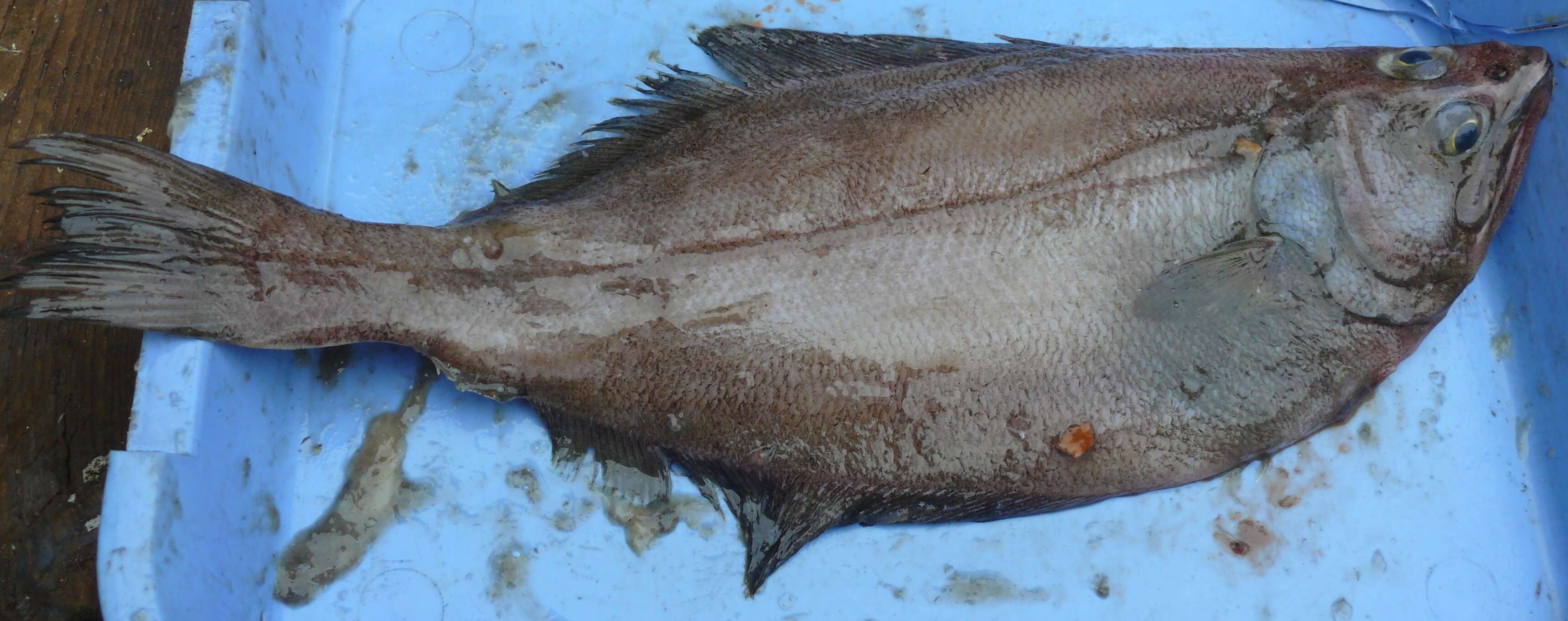 Image of Kamchatka flounder