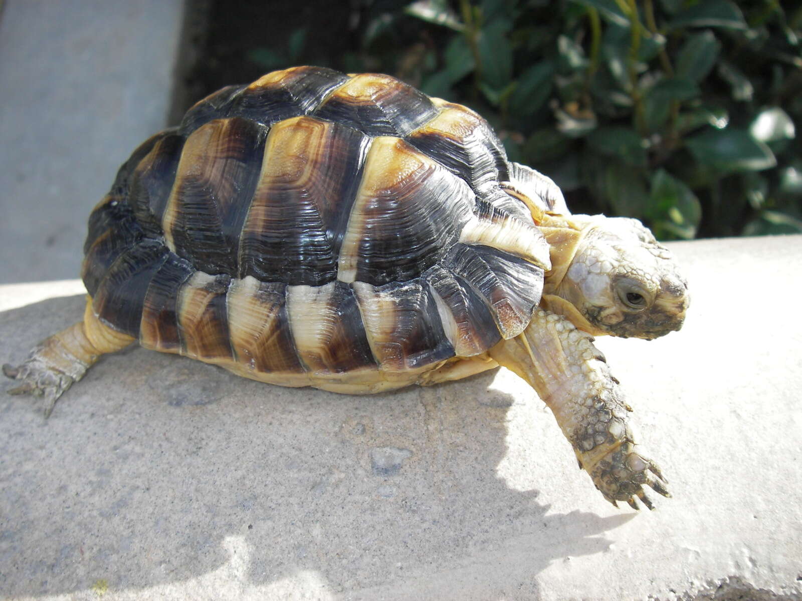 Image of Egyptian Tortoise