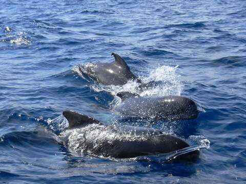 Image of Atlantic Pilot Whale