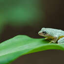 Raorchestes glandulosus (Jerdon 1853) resmi