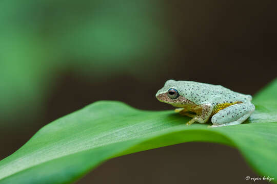 Plancia ëd Raorchestes glandulosus (Jerdon 1853)