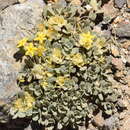 Image of Cruckshanksia macrantha Phil.