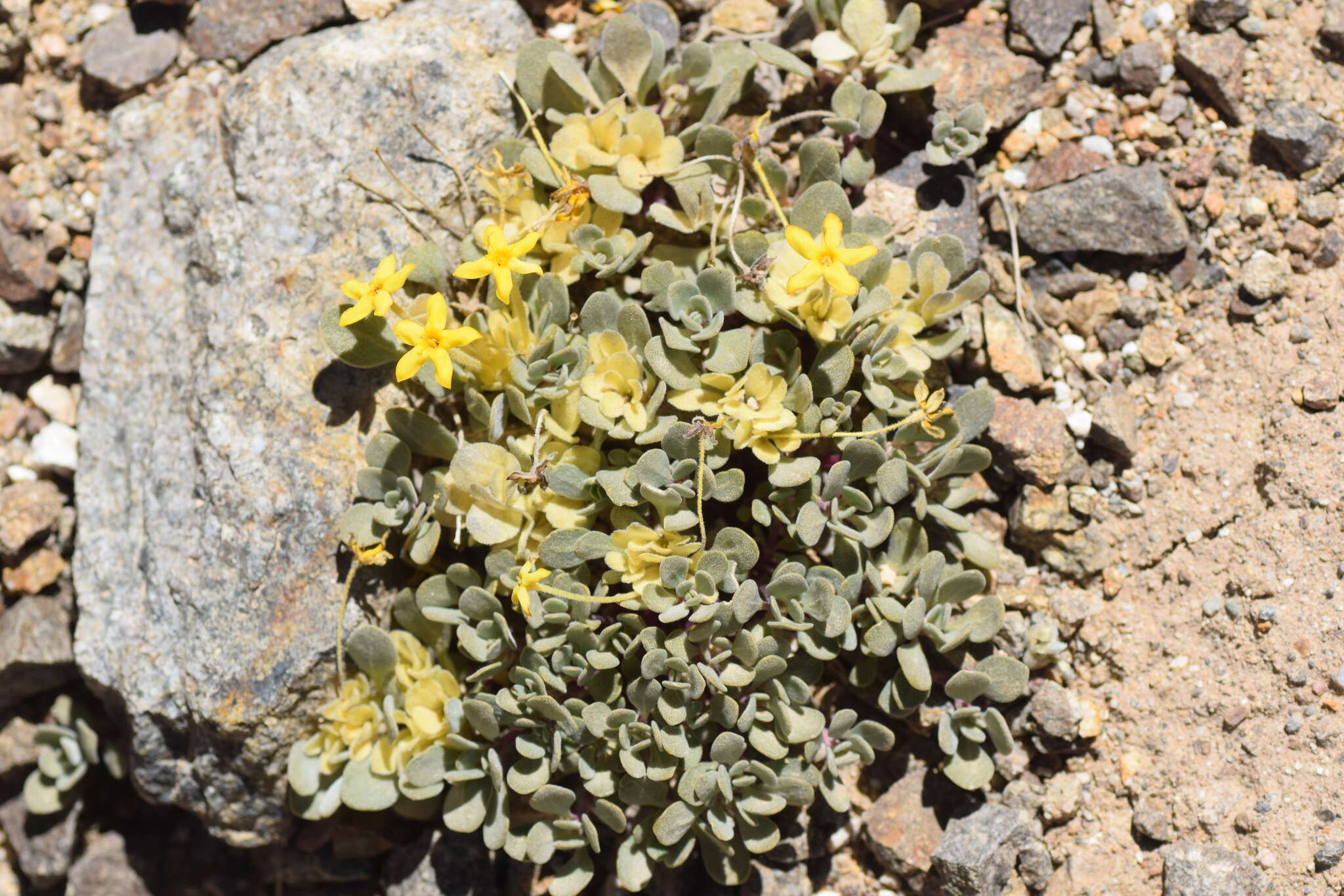 Image of Cruckshanksia macrantha Phil.