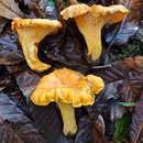 Cantharellus subpruinosus Eyssart. & Buyck 2000 resmi