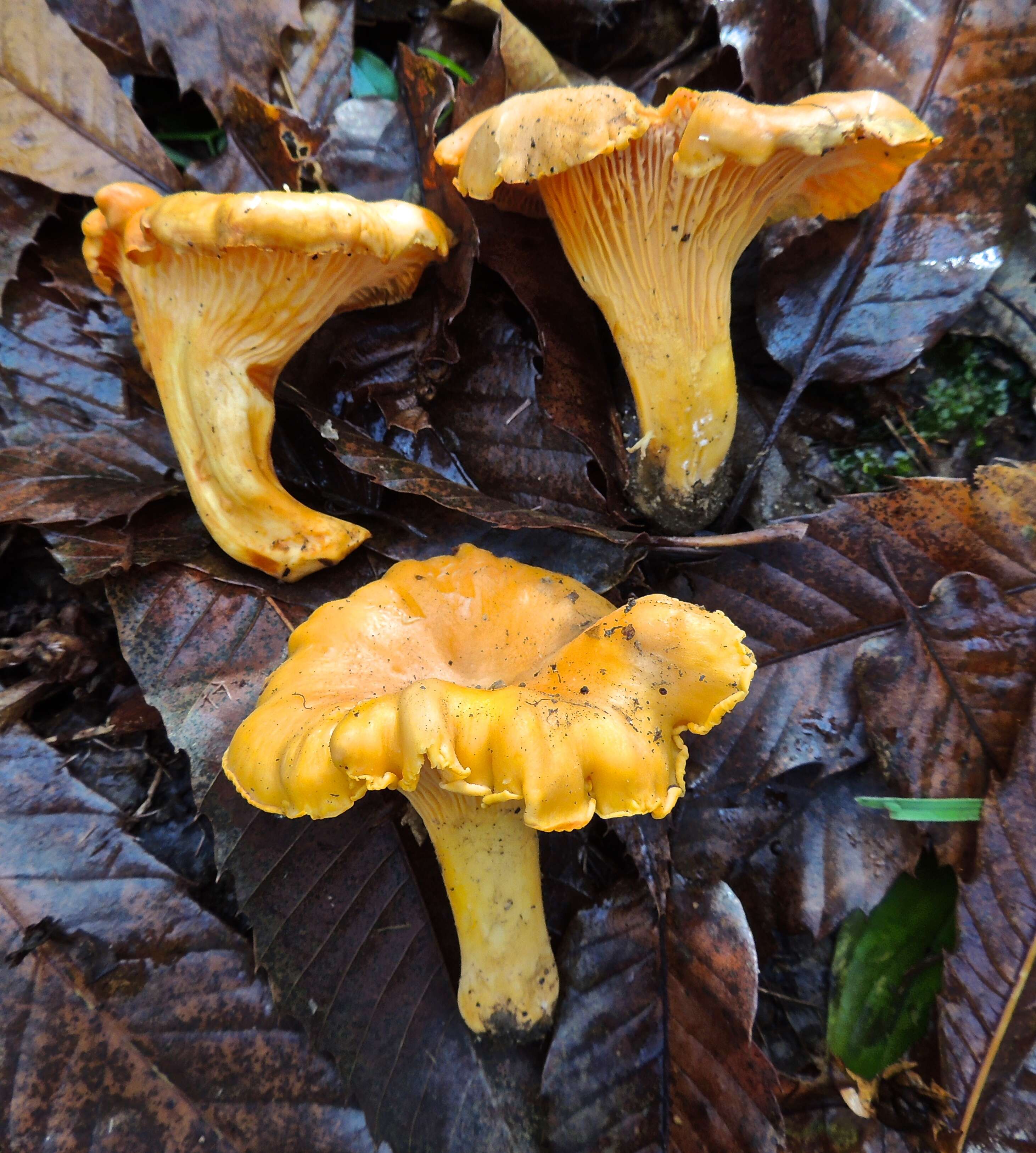 Image de Cantharellus subpruinosus Eyssart. & Buyck 2000