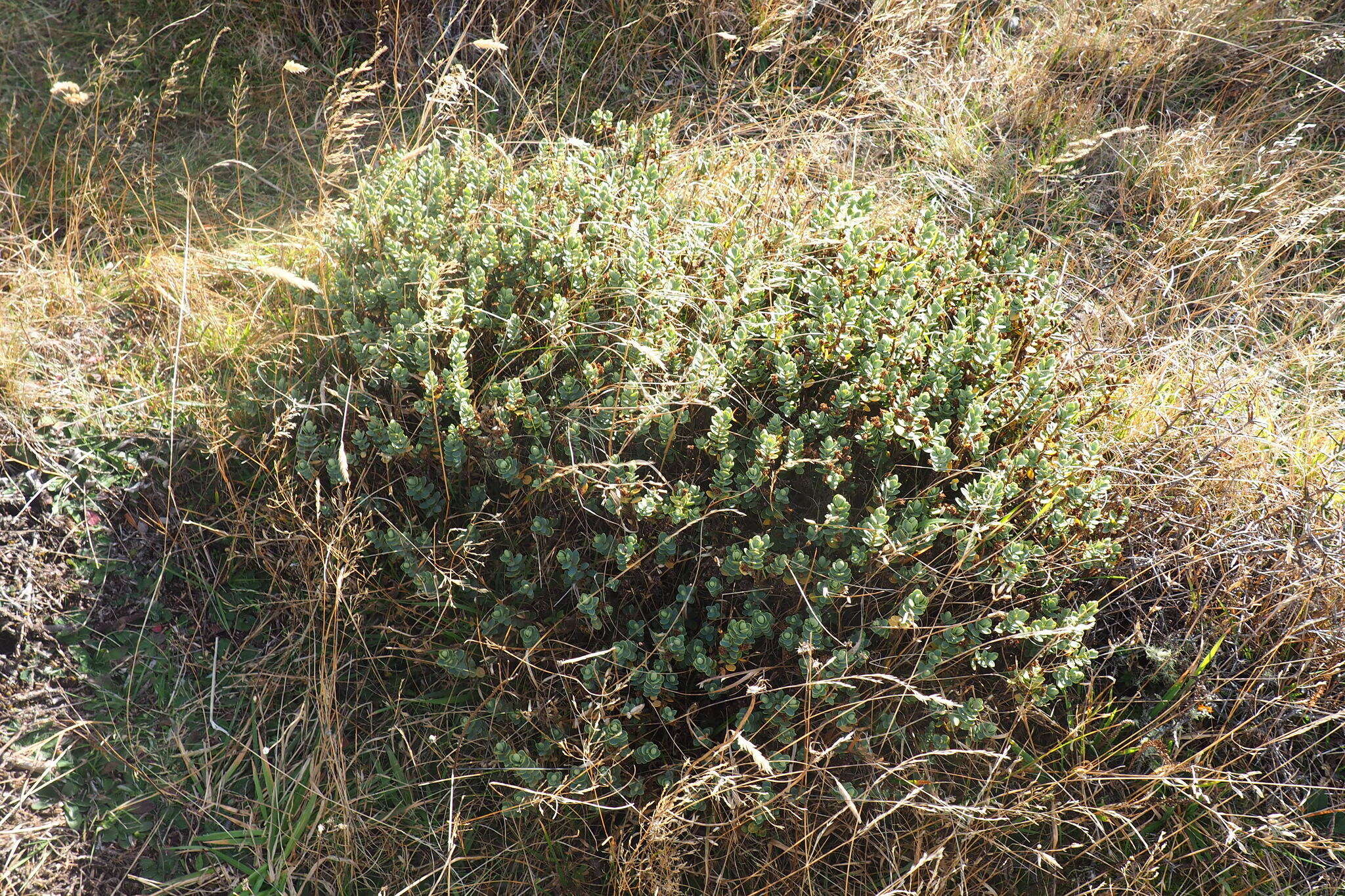 Image of Veronica pinguifolia Hook. fil.