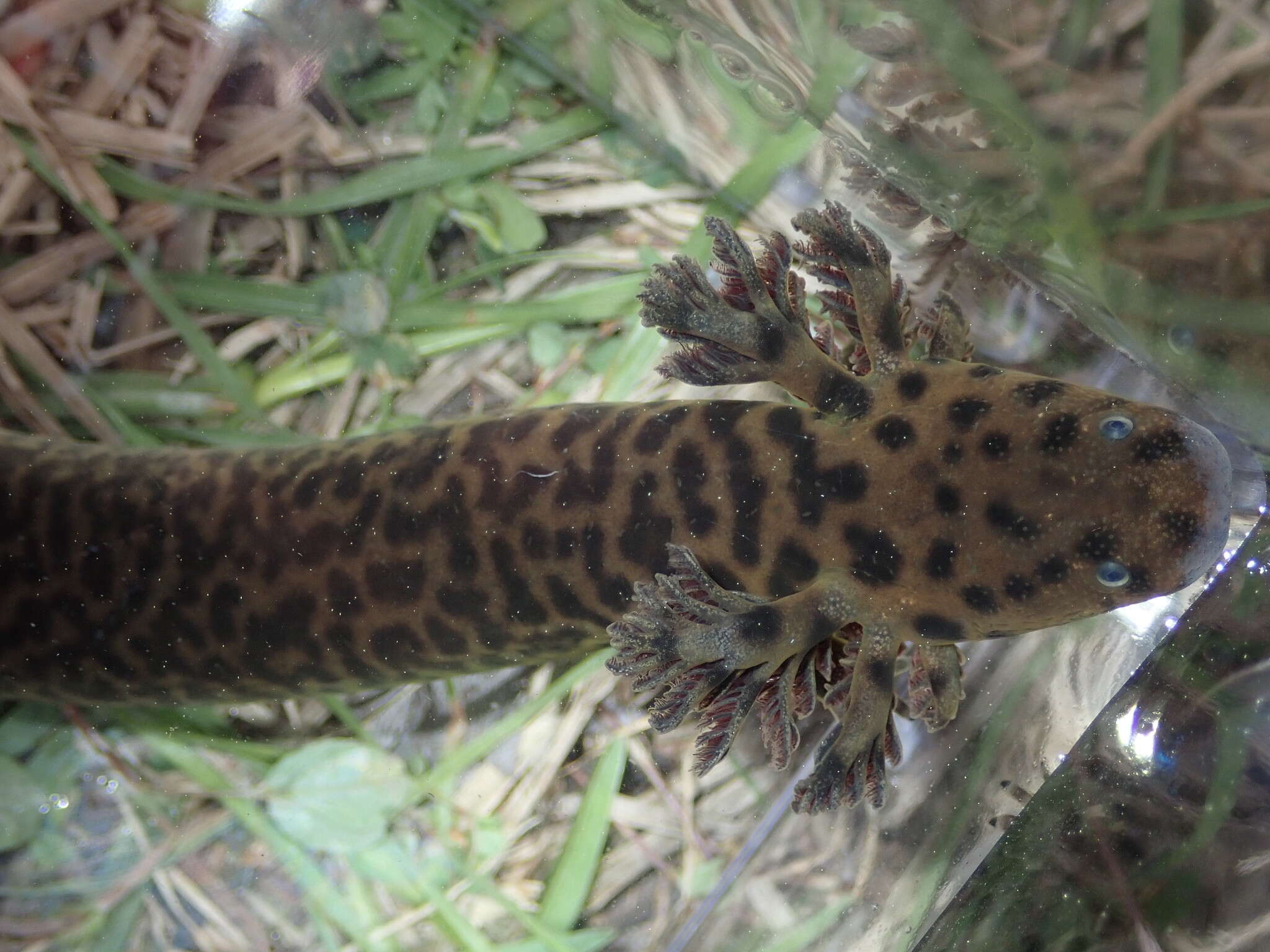 Image of Siren reticulata Graham, Kline, Steen & Kelehear 2018