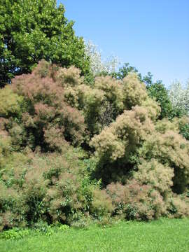 Image of European smoketree