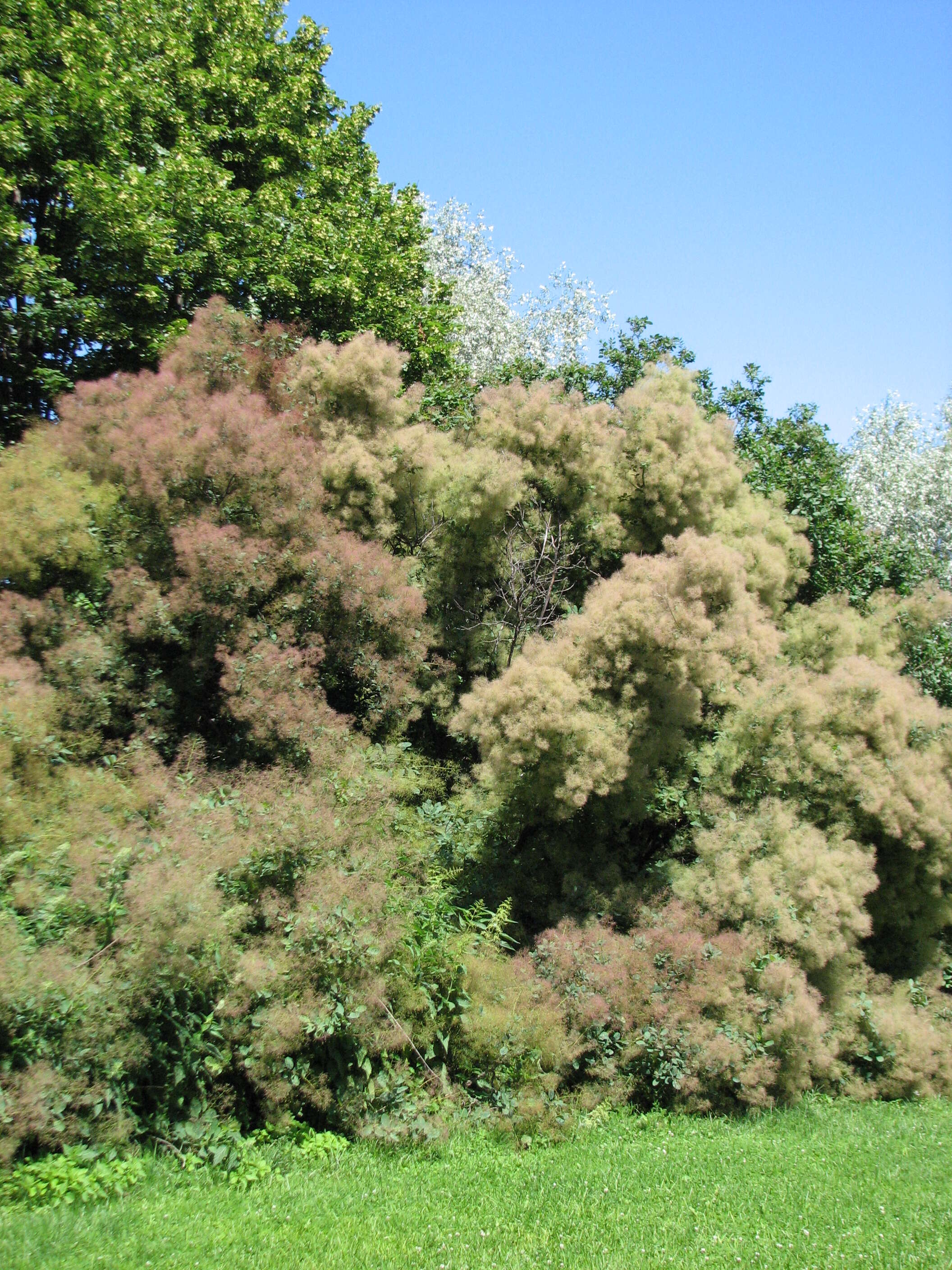 Image of European smoketree