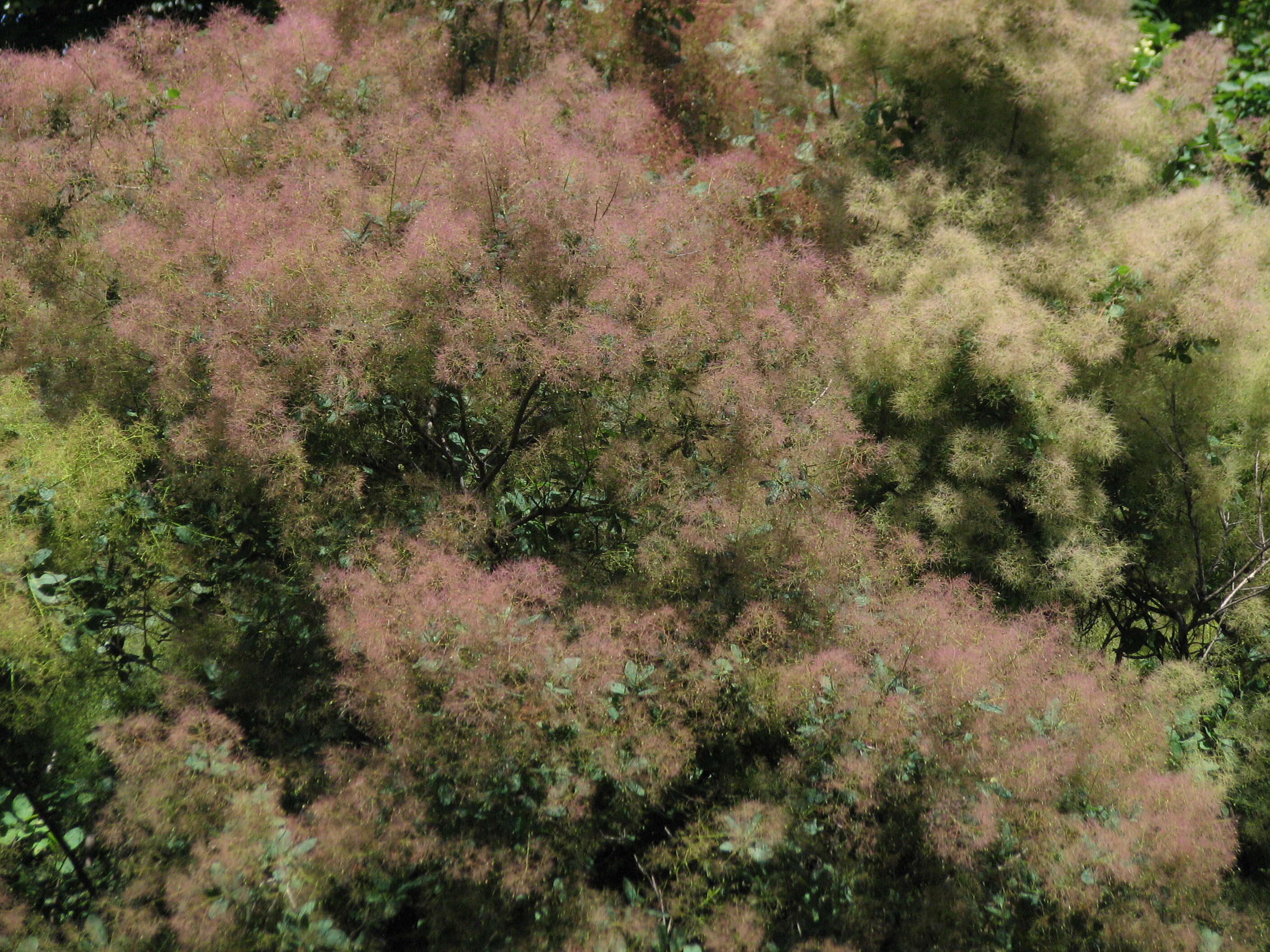 Image of European smoketree