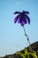 Aquilegia glandulosa Fisch.的圖片