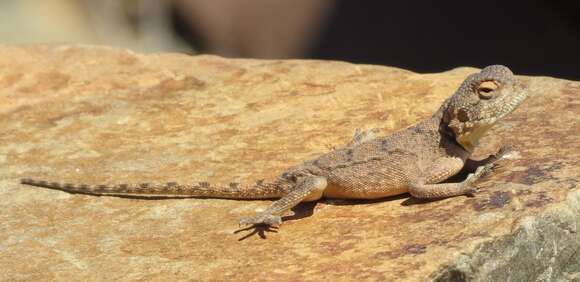 Image of Anchieta's Agama