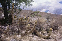 Echinopsis camarguensis (Cárdenas) H. Friedrich & G. D. Rowley的圖片