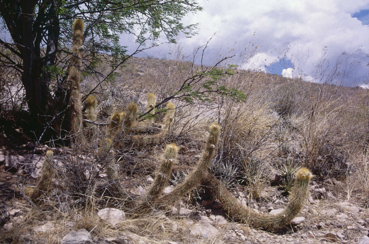 Imagem de Echinopsis camarguensis (Cárdenas) H. Friedrich & G. D. Rowley