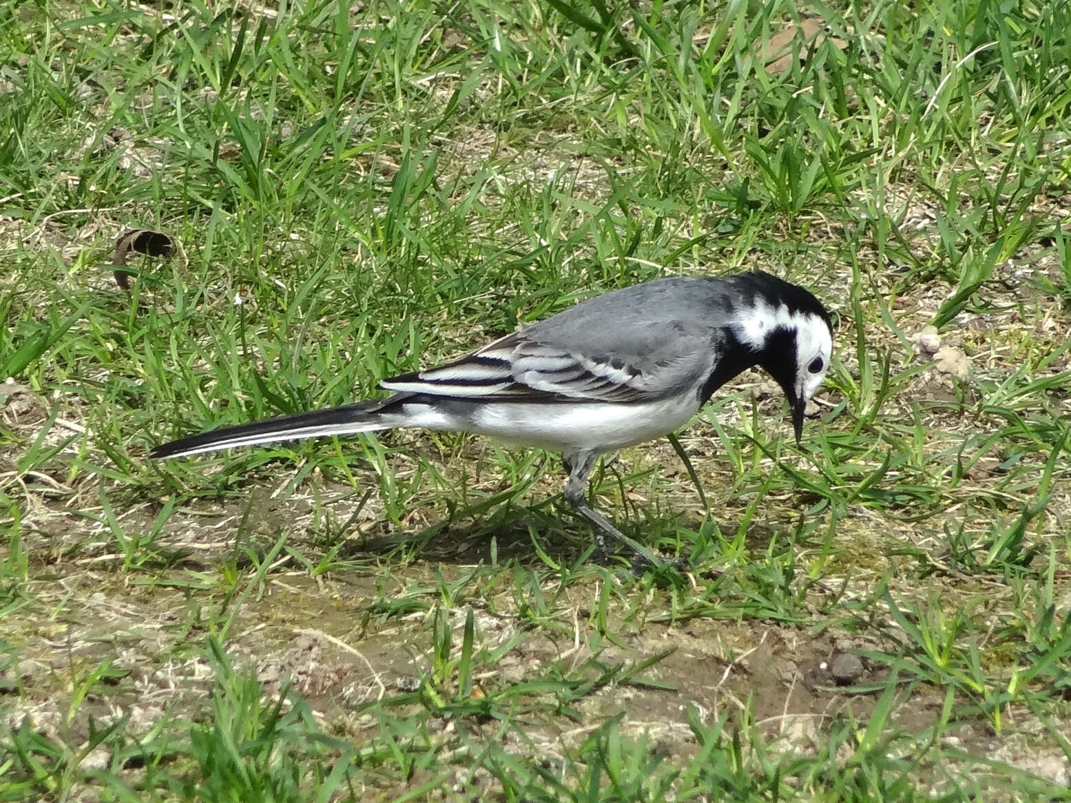 Image of Pied Wagtail and White Wagtail