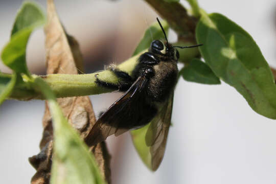 Image of Xylocopa micheneri Hurd 1978