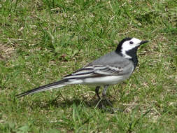 Image of Pied Wagtail and White Wagtail