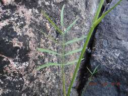 Image of hemlock waterparsnip