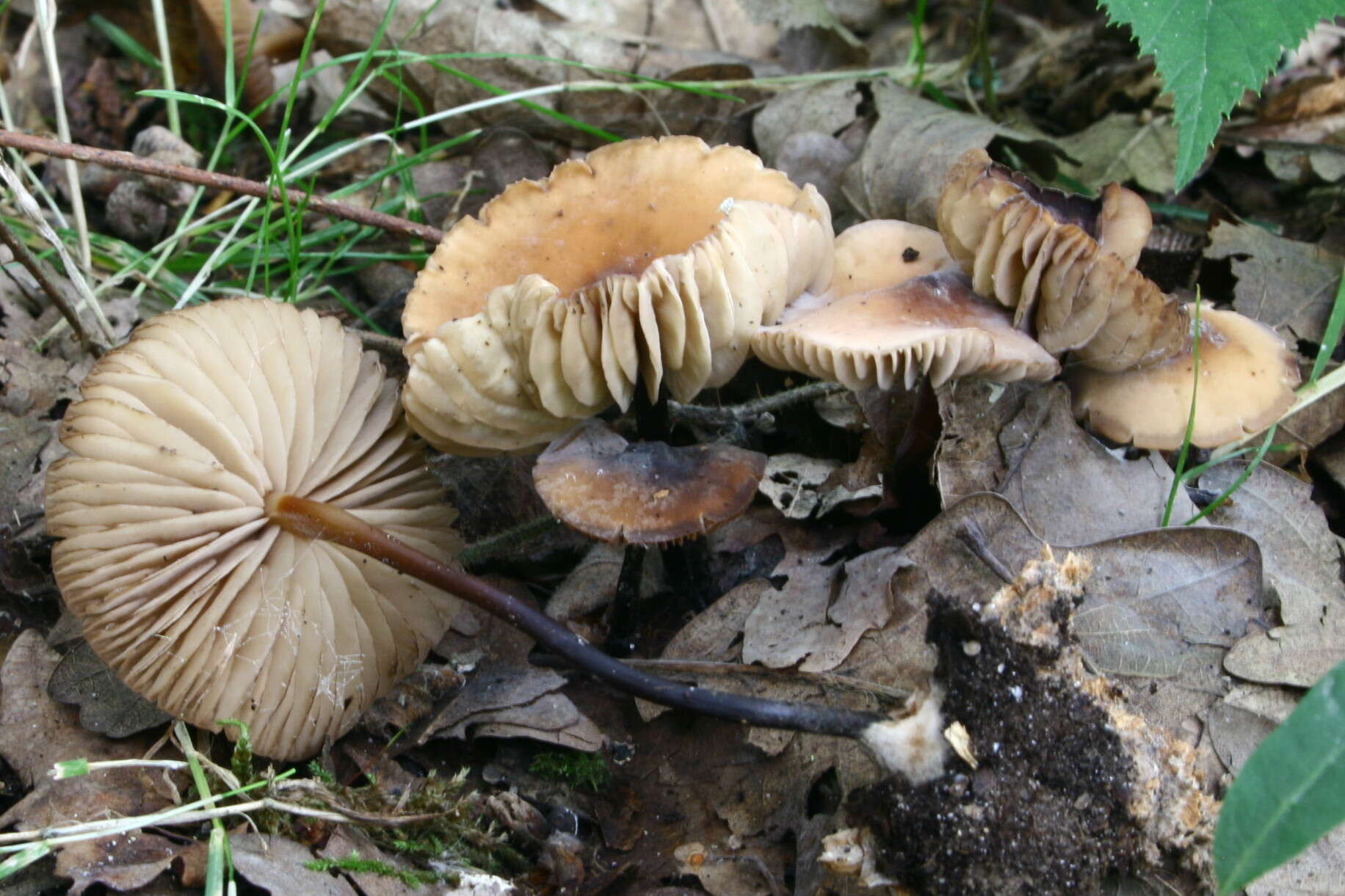 Image of Marasmius cohaerens (Pers.) Cooke & Quél. 1878