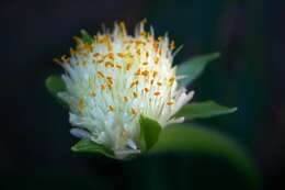 Imagem de Haemanthus albiflos Jacq.