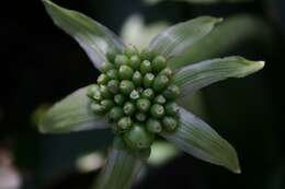 Imagem de Haemanthus albiflos Jacq.