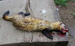 Image of Steppe Polecat