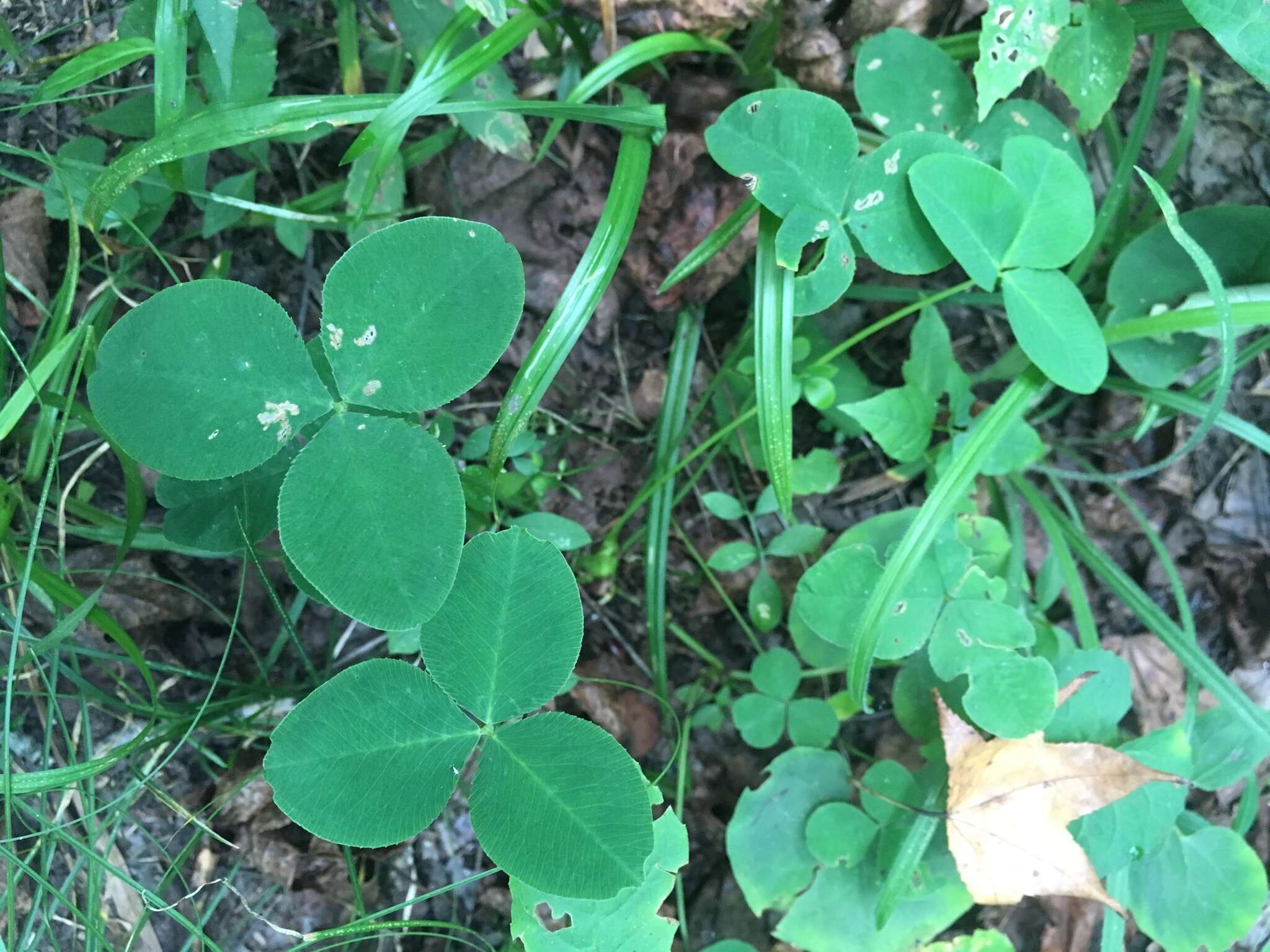 Image of running buffalo clover