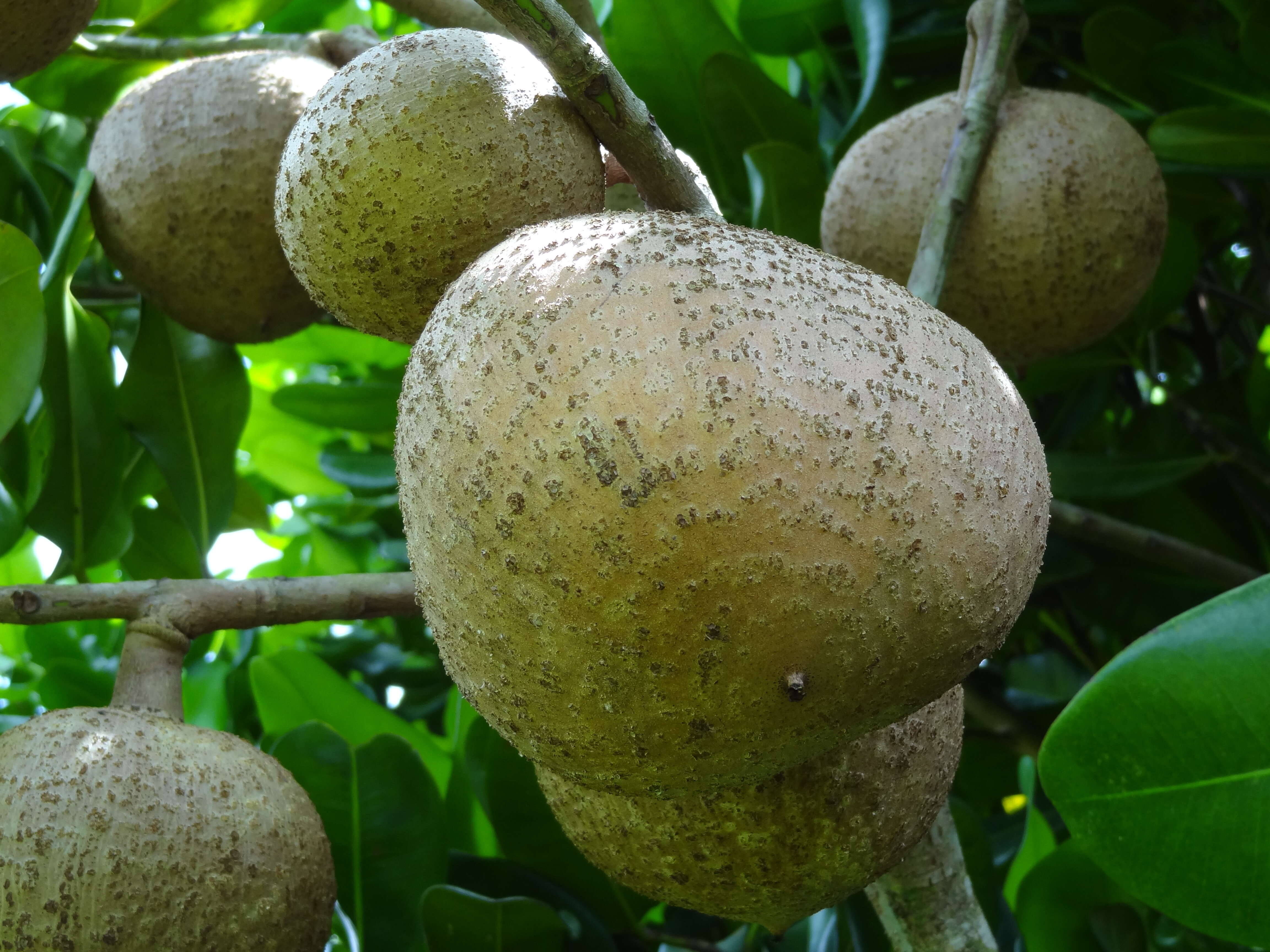 Image de Abricotier des Antilles