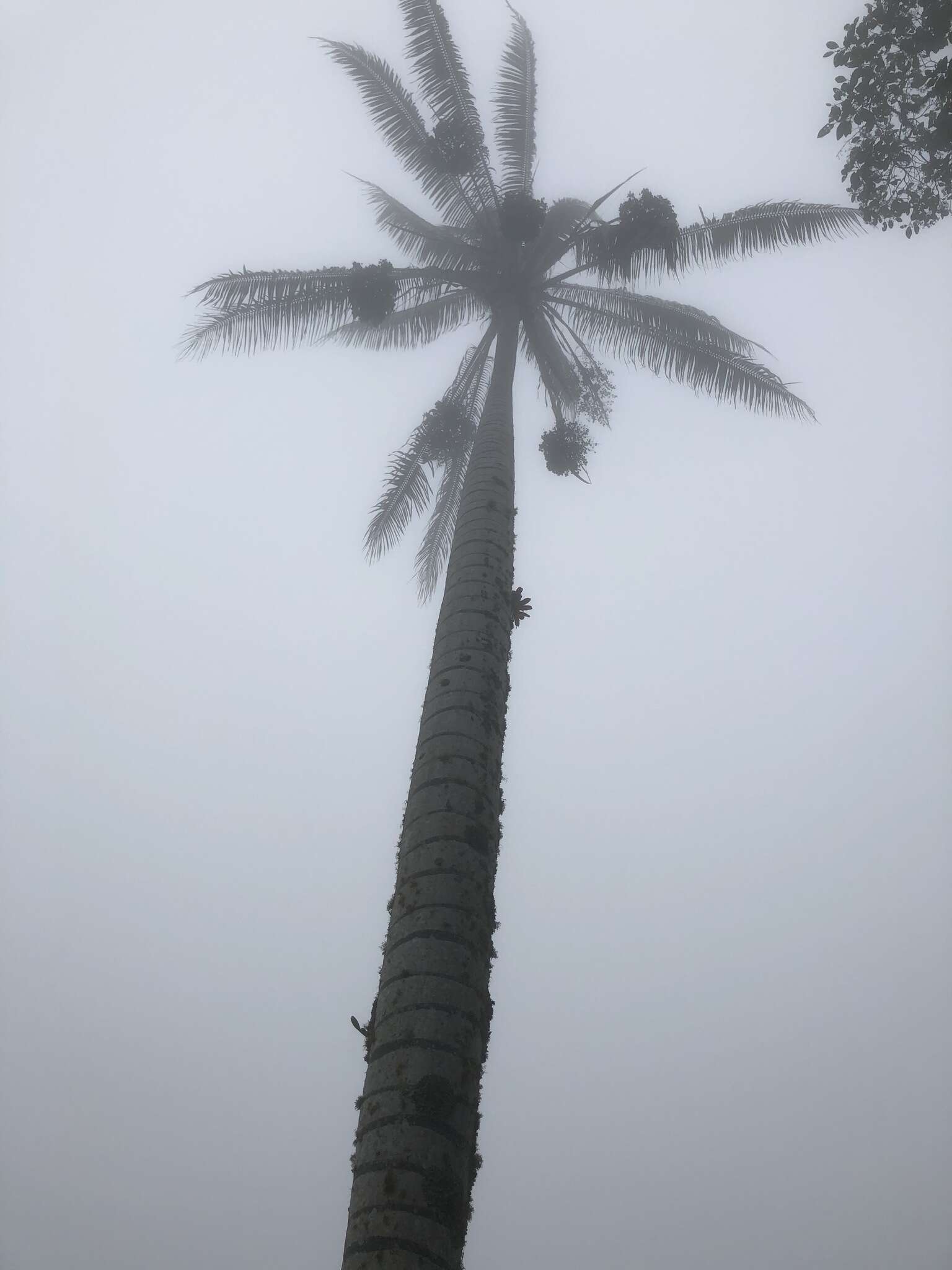 Image of Wax palm